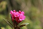 Carona-108 Rododendro
