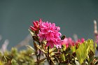 Carona-274 Rododendro