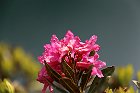 Carona-275 Rododendro