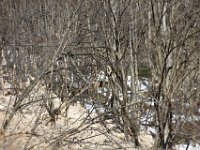 AlpeVova-127CamosciNellaBoscaglia  Frana con Camosci sullo sfondo nella boscaglia