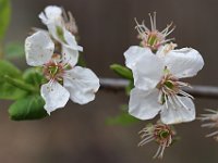 Primavera-239 PrunusSpinosa-PrunoSelvatico