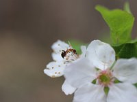 Primavera-242 PrunusSpinosa-PrunoSelvatico