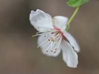 Primavera-243 PrunusSpinosa-PrunoSelvatico