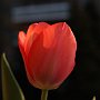 Tulipani-07.jpg