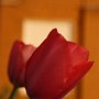 Tulipani-08.jpg
