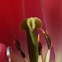 Tulipani-11.jpg