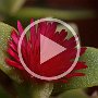 _ApteniaCordifolia-Chiusura.avi
