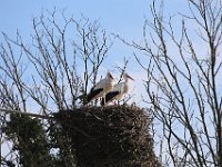 RisveglioNeiCampi-10 Cicogne  Cicogne nel nido
