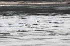Ciclovia-del-Po-153 Gabbiano di fiume
