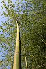 ticino-008 bamboo