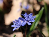 Primavera-Fiori-27 ScillaBiflora