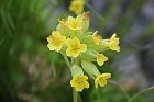 AVML-Tappa9-12-190-PrimulaVeris