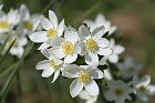 AVML-Tappa9-12-509-AnemoneBianco