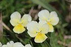 AVML-Tappa9-12-563-ViolaTricolor