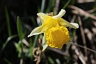 RifFaiallo-RifPraRotondo-079-Narcisi