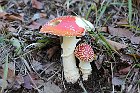 Sileggio-Croce-013-AmanitaMuscaria