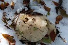 Sileggio-Croce-137-Fungo