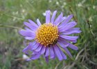 BochetaDalCanton-022-AstroAlpini