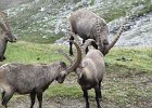 BochetaDalCanton-064-Stambecco