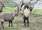 BochetaDalCanton-065-Stambecco