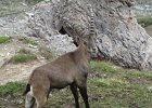 BochetaDalCanton-068-Stambecco