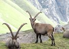 BochetaDalCanton-073-Stambecco