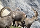 BochetaDalCanton-077-Stambecco