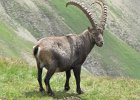 BochetaDalCanton-083-Stambecco