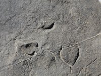 Fopel-121 Fossile