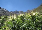 Paradisin-015-CardoSpinosissimo