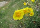 LagoDelMonte-016-EliantemoChironio