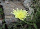 LagoDelMonte-021-SparviereViscioso