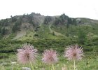 LagoDelMonte-030-AnemoneSfiorito
