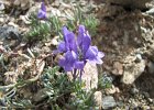LagoDelMonte-041-LinariaAlpina