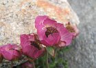LagoDelMonte-081-RanuncoloGlaciale