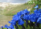 LagoDelMonte-123-GenzianaPrimaticcia