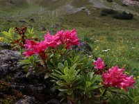 ValSaliente-027 Rododendro