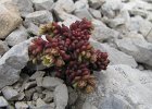 RoccetteDiCassana-092-BorracinaVerde