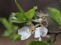 Primavera-241 PrunusSpinosa-PrunoSelvatico