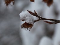 Nevicata-068