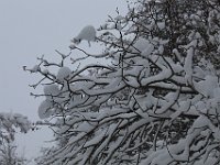 Nevicata-073