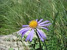 ColleDelTurlo-2010.07.18-080