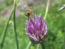 ColleDelTurlo-2010.07.18-098