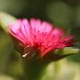 ApteniaCordifolia-16.jpg
