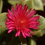 ApteniaCordifolia-22.jpg