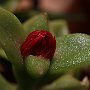 ApteniaCordifolia-Apertura-01.jpg