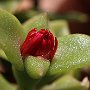 ApteniaCordifolia-Apertura-03.jpg