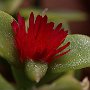ApteniaCordifolia-Apertura-09.jpg