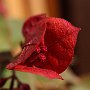 Bougainvillea-11.jpg