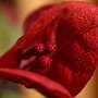 Bougainvillea-12.jpg